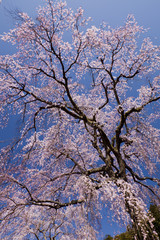 枝垂れ桜と青空