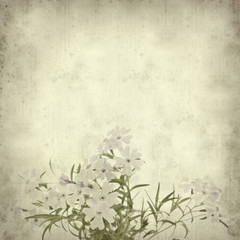 old paper background with phlox subulata