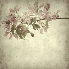 old paper background with spring blossoms