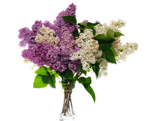 lilac bouquet isolated on white