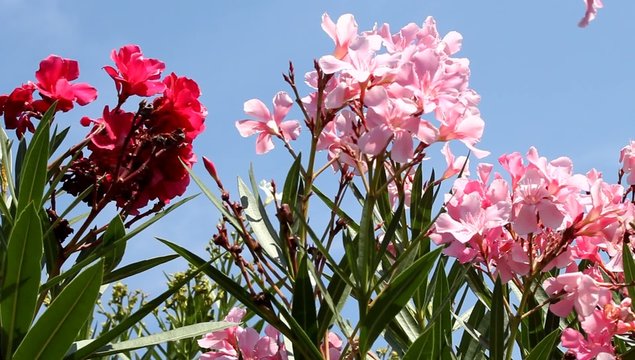 Lauriers rouges et roses et fourmis noires
