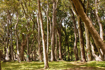 Grove of trees in a Tropical Park
