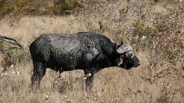 Cape buffalo, Kruger National Park, South Africa