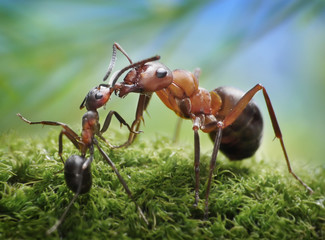 ants feeding, formica rufa on chid care concept