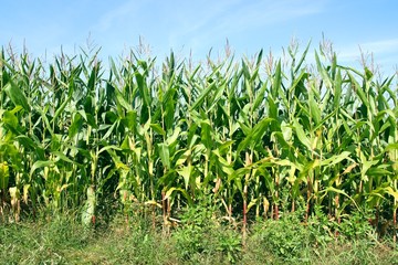 Corn field