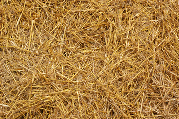 dry yellow straw background