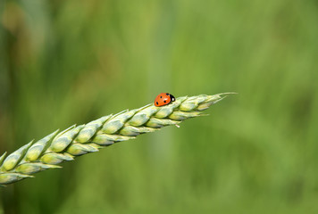 Ladybug on the ear