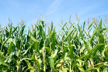 Obraz premium Corn field