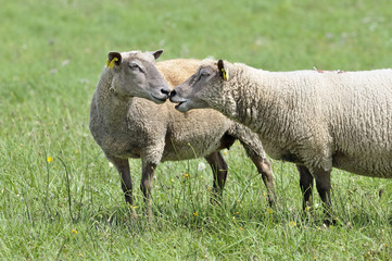 Moutons Vendéen