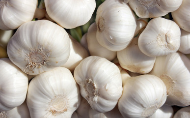 Garlic