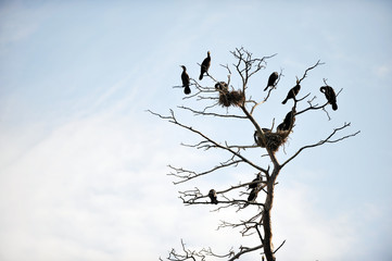 Cormorants roosting