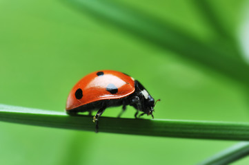 Fototapeta premium Ladybug on grass