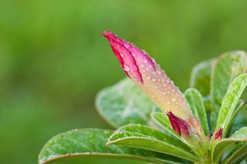 closeup of pink flower with dew