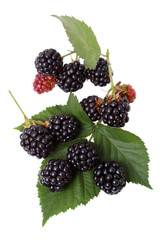 Blackberry branch with berries