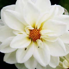 Wandaufkleber Weiße Dahlie mit gelber Mitte © jahina_photos