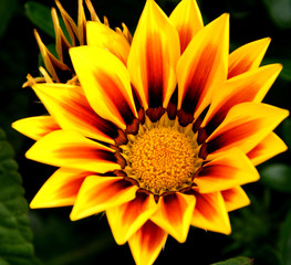 Gazania on fire in yellow and red