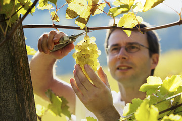Vintner harvesting grape