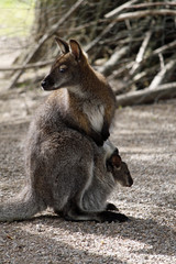 Bennett-Känguru mit Jungtier im Beutel