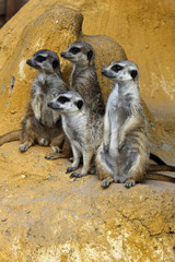 Erdmännchen-Rudel