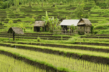 paysage de champ de riz à bali indonésie