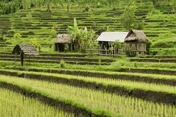 Crédence de cuisine en verre imprimé Indonésie paysage de champ de riz à bali indonésie