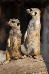 Zwei Erdmännchen