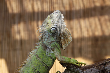 Grüner Leguan