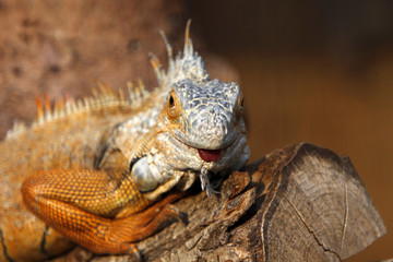 Grüner Leguan (braunes Exemplar)