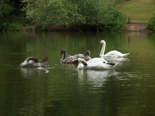 Cygnets and Parents