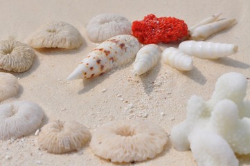Rote Koralle im weißen Muschelkreis