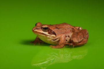 Frog on the green background