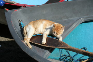 Cat sleeping in a rowing boat