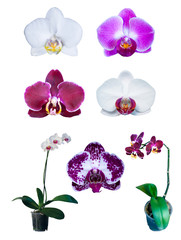 group of orchids isolated