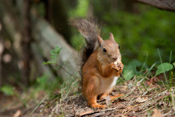 Naklejka na ściany i meble Red squirrel eating in a park