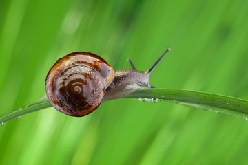 Snail sitting on the leaf