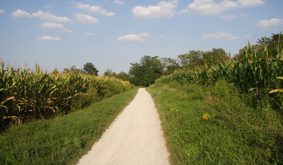 Fototapeta na wymiar Ścieżka rowerowa między polami parku Groanr