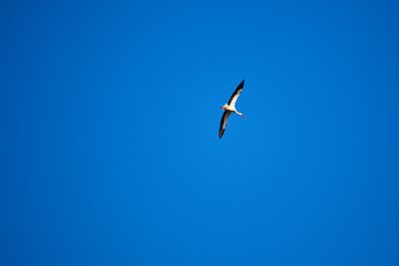 White stork flying on a blue sky