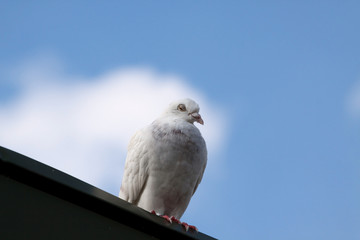 Täubchen