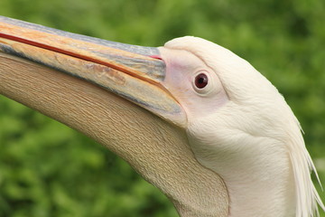 Cabeza de Pelícano Rosado. Pelecanus rufescens.