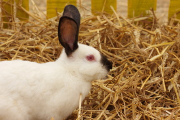 close-up of a californian rabbit farm in the straw