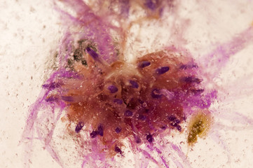 Frozen flowers. blossoms in the ice cube