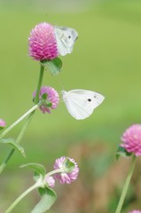 モンシロチョウとセンニチコウ
