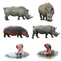 Collection of hippos and rhinos