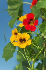 Nastursium flower, macro photo