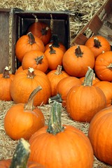 Pumpkins falling out of box