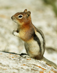 Naklejka na ściany i meble Golden-Mantled Ground Squirrel - Waterton Lakes, Alberta