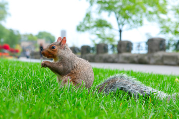 Urban squirrel
