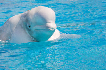 White dolphin