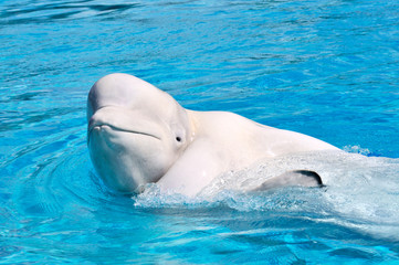 Obraz premium White whale