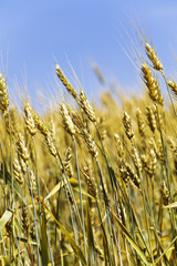 Wheaten field against the blue sky before harvesting
